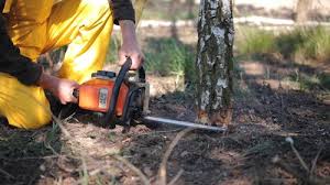  Newman, CA Tree Removal and Landscaping Services Pros